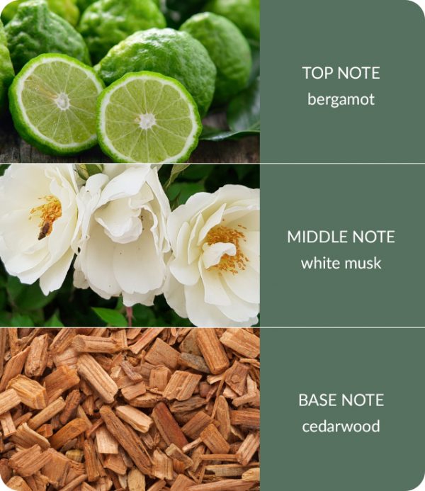 Cedarwood-White-Musk-600x693-1-3.jpg